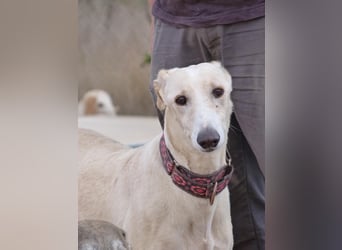 Linda - seit 3 Jahren im Tierheim!!!