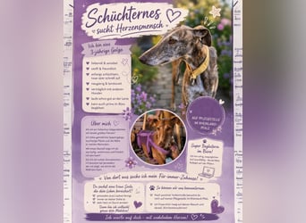 Soja - Zaubermaus auf Pflegestelle in Deutschland sucht dich!!!
