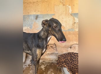 Toller Galgo-Mix Rey ist reisebereit