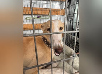 Coti sucht ihre Familie!