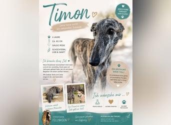 Timon - zuckersüßer Marmorkuchen