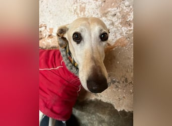 Gaspar sucht Plätzchen für zarte Seele