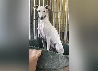 Casper - ein Traum in Weiß