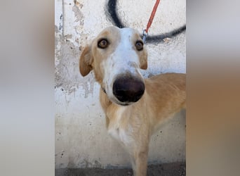 Coti sucht ihre Familie!