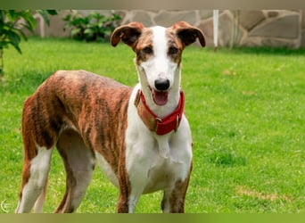 Rosita - kleiner Rohdiamant sucht dich!!!