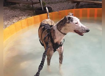 Noe sucht schon so lange!!!