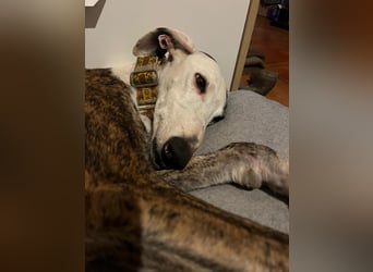 Zen - eine Prinzessin in Galgo-Gestalt