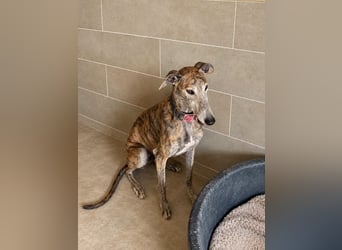 Bruno - Charming Boy ist auf der Suche