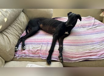 Wunderschöne Kata sucht Menschen mit Zeit