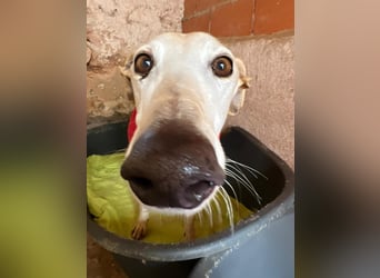 Gaspar sucht Plätzchen für zarte Seele