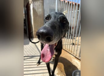 Superstar Bite sucht dich!!!