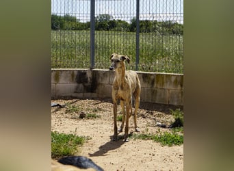 Zoro - ein Gentleman sucht seine Familie