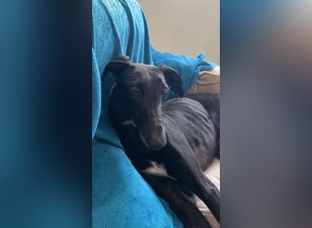 Wunderschöne Kata sucht Menschen mit Zeit