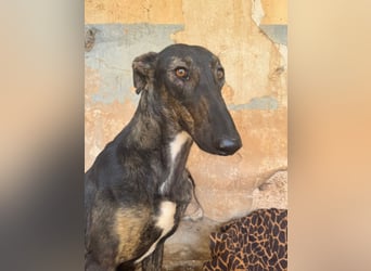Toller Galgo-Mix Rey ist reisebereit