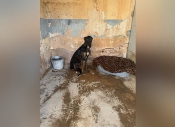 Toller Galgo-Mix Rey ist reisebereit