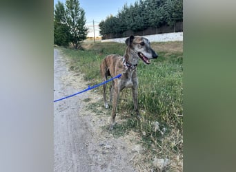 Leon - Galgo im besten Alter sucht dich!!!
