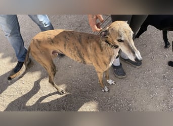 Monitor- Gute-Laune-Galgo sucht neuen Wirkungskreis
