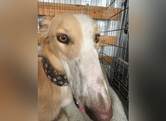 Coti sucht ihre Familie!