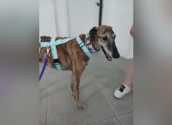 Leon - Galgo im besten Alter sucht dich!!!