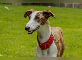 Rosita - kleiner Rohdiamant sucht dich!!!