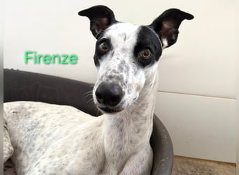 Firenze geb. 04/2023 (ESP) - sympathischer, fröhlicher und verspielter Galgo-Mix!