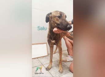 Salu geb. 12/2023 (ESP) - unglaublich liebevoller Galgo-Mix sehnt sich nach einem Zuhause!