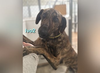 Ivo2 geb. 02/2025 (ESP) - ausgeglichener Junghund sucht seine Familie!