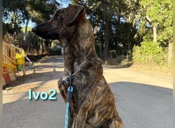 Ivo2 geb. 02/2025 (ESP) - ausgeglichener Junghund sucht seine Familie!