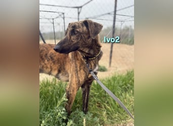 Ivo2 geb. 02/2025 (ESP) - ausgeglichener Junghund sucht seine Familie!