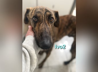 Ivo2 geb. 02/2025 (ESP) - ausgeglichener Junghund sucht seine Familie!