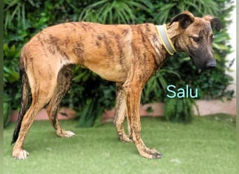 Salu geb. 12/2023 (ESP) - unglaublich liebevoller Galgo-Mix sehnt sich nach einem Zuhause!