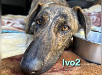 Ivo2 geb. 02/2025 (ESP) - ausgeglichener Junghund sucht seine Familie!