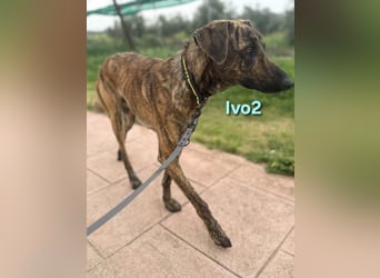 Ivo2 geb. 02/2025 (ESP) - ausgeglichener Junghund sucht seine Familie!