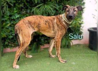 Salu geb. 12/2023 (ESP) - unglaublich liebevoller Galgo-Mix sehnt sich nach einem Zuhause!