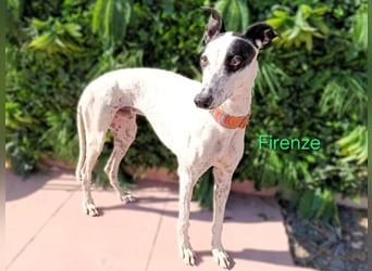 Firenze geb. 04/2023 (ESP) - sympathischer, fröhlicher und verspielter Galgo-Mix!