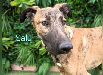 Salu geb. 12/2023 (ESP) - unglaublich liebevoller Galgo-Mix sehnt sich nach einem Zuhause!