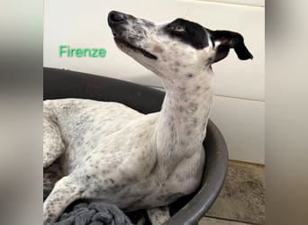 Firenze geb. 04/2023 (ESP) - sympathischer, fröhlicher und verspielter Galgo-Mix!