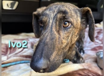 Ivo2 geb. 02/2025 (ESP) - ausgeglichener Junghund sucht seine Familie!