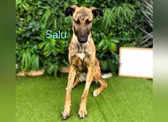 Salu geb. 12/2023 (ESP) - unglaublich liebevoller Galgo-Mix sehnt sich nach einem Zuhause!
