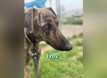 Ivo2 geb. 02/2025 (ESP) - ausgeglichener Junghund sucht seine Familie!