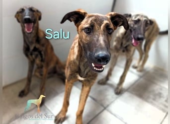 Salu geb. 12/2023 (ESP) - unglaublich liebevoller Galgo-Mix sehnt sich nach einem Zuhause!