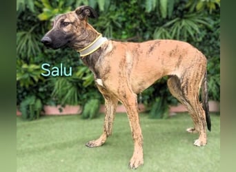 Salu geb. 12/2023 (ESP) - unglaublich liebevoller Galgo-Mix sehnt sich nach einem Zuhause!