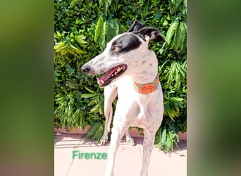 Firenze geb. 04/2023 (ESP) - sympathischer, fröhlicher und verspielter Galgo-Mix!