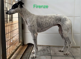 Firenze geb. 04/2023 (ESP) - sympathischer, fröhlicher und verspielter Galgo-Mix!