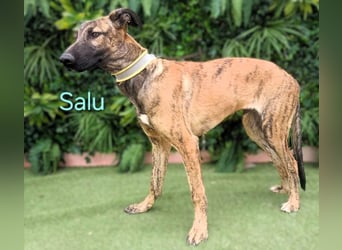 Salu geb. 12/2023 (ESP) - unglaublich liebevoller Galgo-Mix sehnt sich nach einem Zuhause!