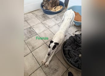 Firenze geb. 04/2023 (ESP) - sympathischer, fröhlicher und verspielter Galgo-Mix!