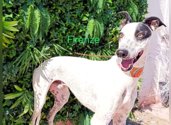 Firenze geb. 04/2023 (ESP) - sympathischer, fröhlicher und verspielter Galgo-Mix!