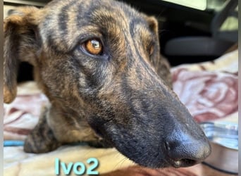 Ivo2 geb. 02/2025 (ESP) - ausgeglichener Junghund sucht seine Familie!