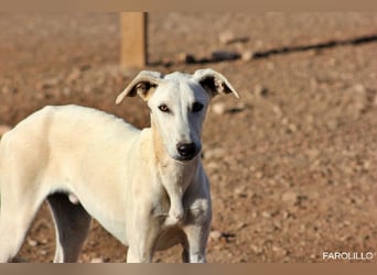 Farolillo, mit seiner Schwester schon zu lange im Tierheim
