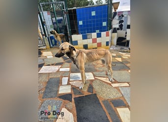 Romy auf Pflegestelle